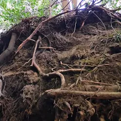 Photo of A Hidden Forest Beneath Our Feet